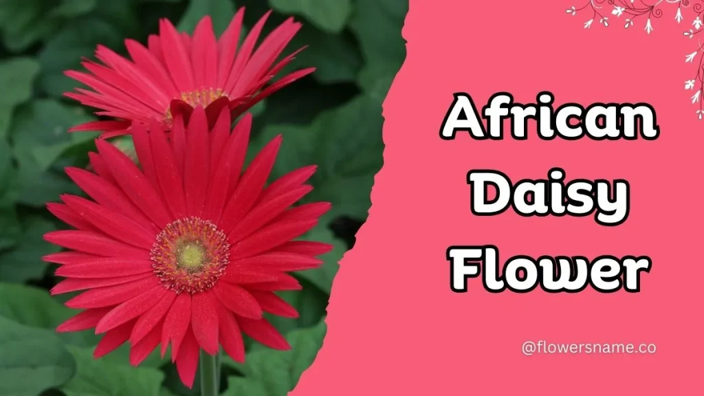 12+ Astounding Flowers That Start With A With Images 12 African Daisy