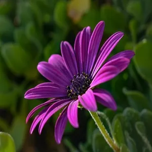 African Daisy Flower