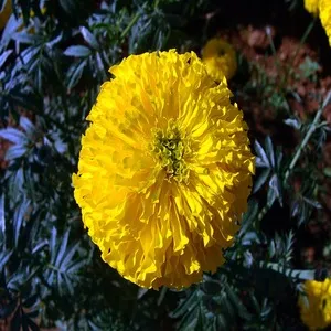 100+ Great பூக்கள் Flowers Name In Tamil List With Pictures 20 African Marigold