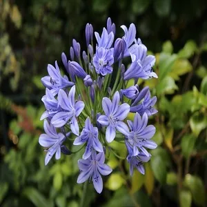 100 Flowers Name In Hindi And English With Images - फ्लावर्स नेम 102 African Lily Flower
