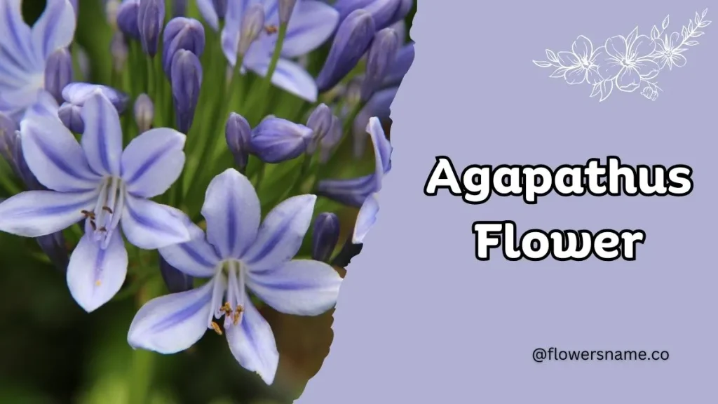 12+ Astounding Flowers That Start With A With Images 13 Agapanthus