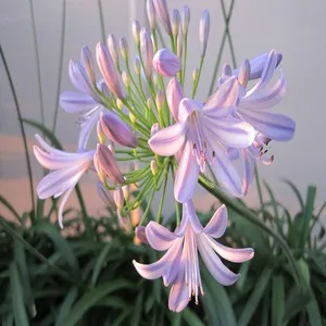 Traditional 50+ Japanese Flower Names List In the English 24 Agenathus