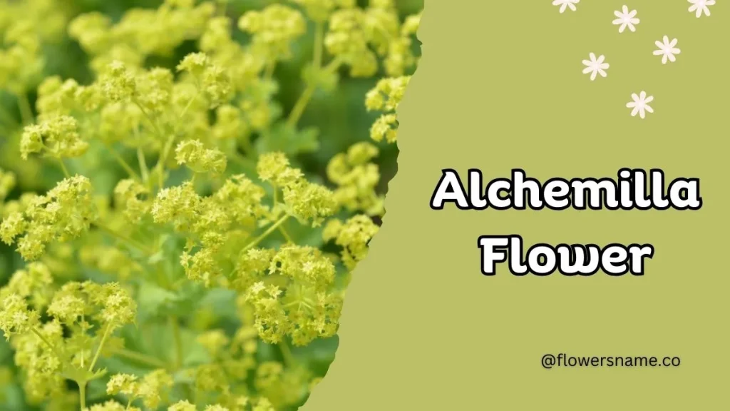 12+ Astounding Flowers That Start With A With Images 8 Alchemilla