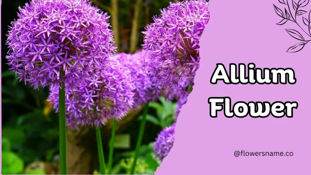 12+ Astounding Flowers That Start With A With Images 3 Allium flower