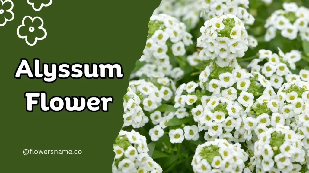 12+ Astounding Flowers That Start With A With Images 4 Alyssum