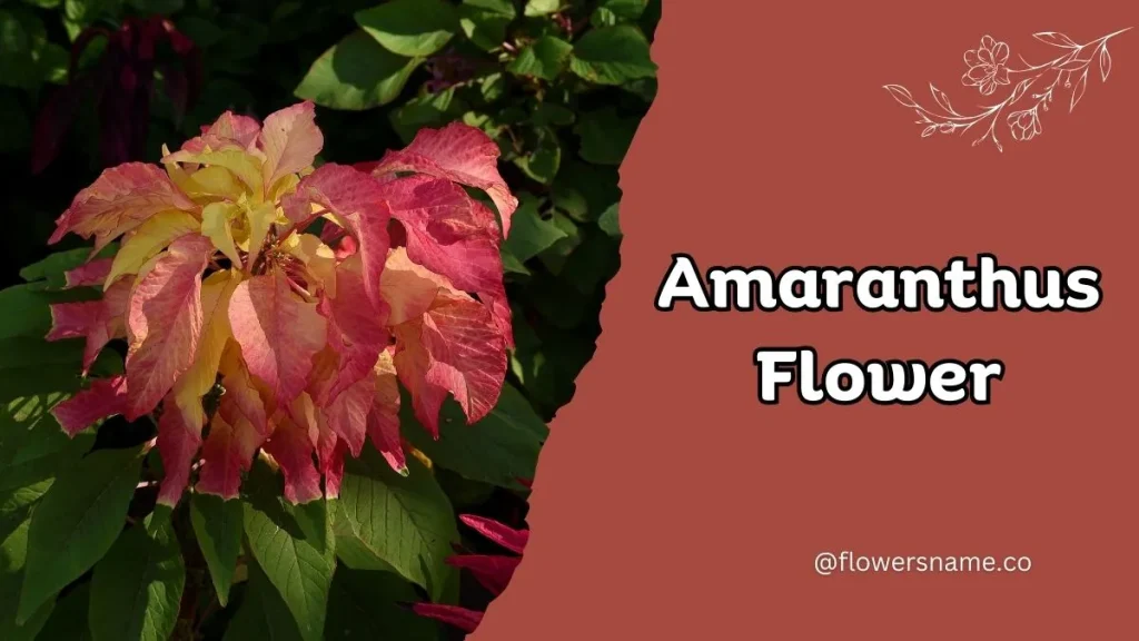 12+ Astounding Flowers That Start With A With Images 14 Amaranthus