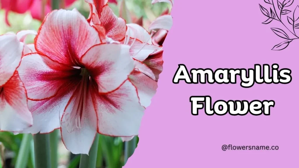 12+ Astounding Flowers That Start With A With Images 5 Amaryllis