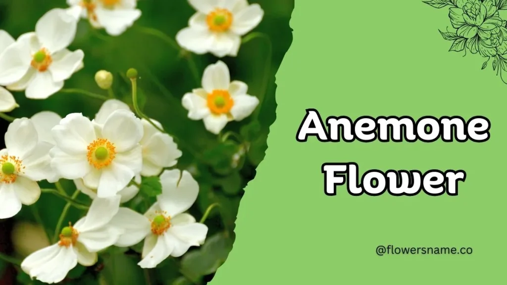 12+ Astounding Flowers That Start With A With Images 6 Anemone