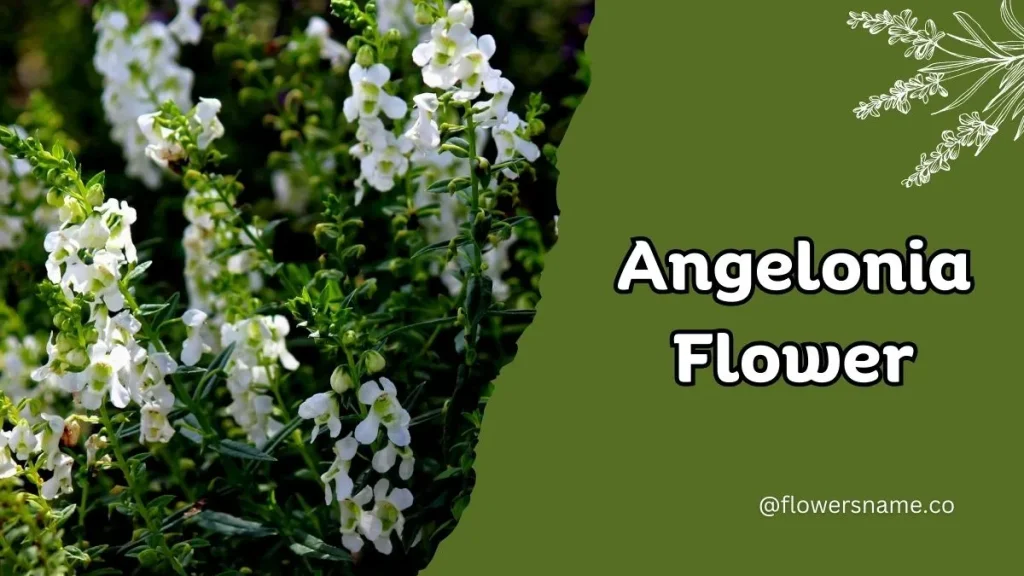 12+ Astounding Flowers That Start With A With Images 9 Angelonia