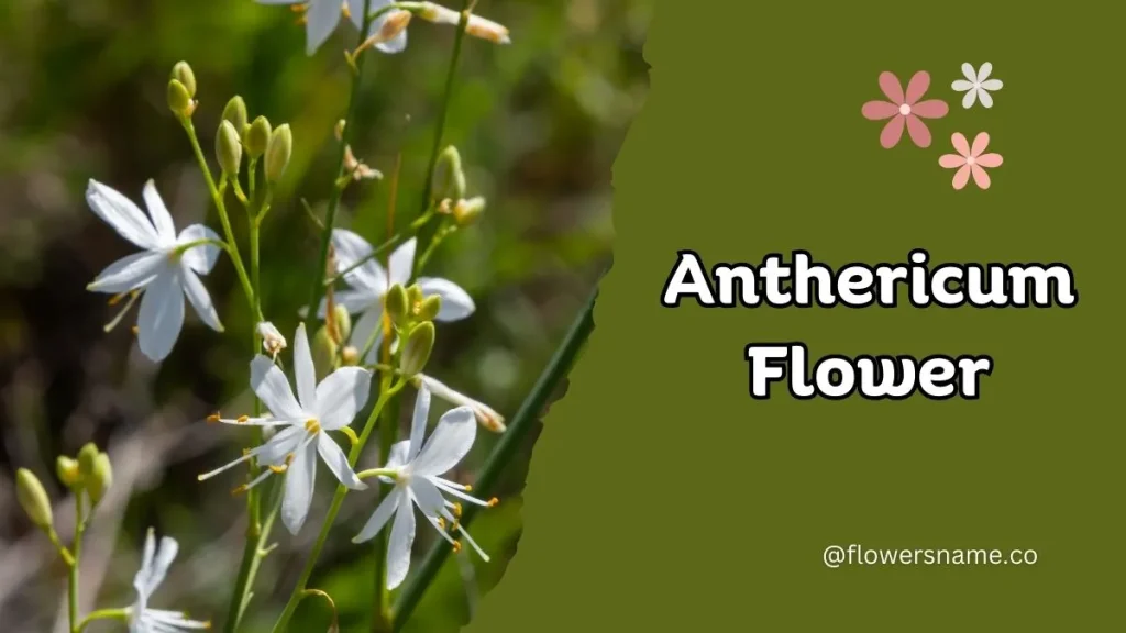 12+ Astounding Flowers That Start With A With Images 15 Anthericum