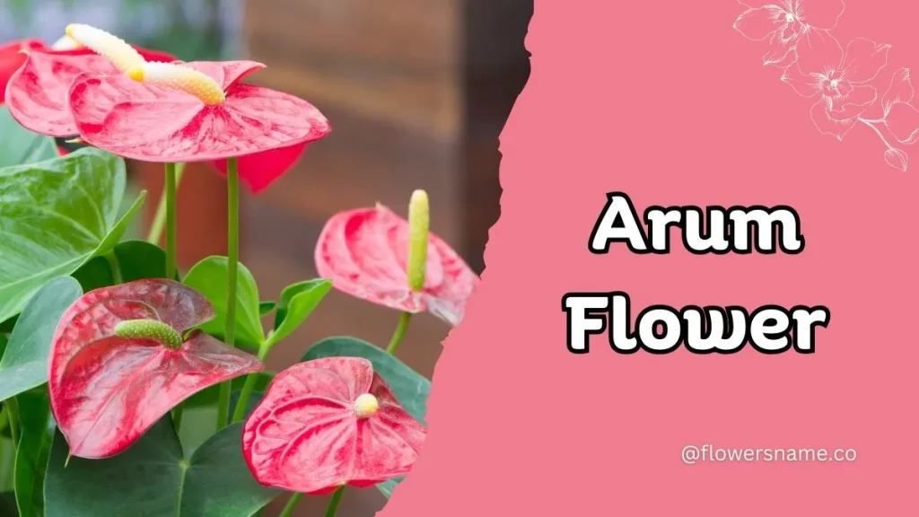 12+ Astounding Flowers That Start With A With Images 10 Arum