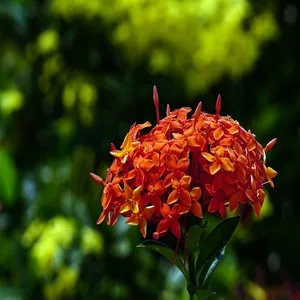 Ashoka Flower