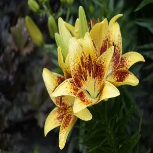 Asiatic Lily