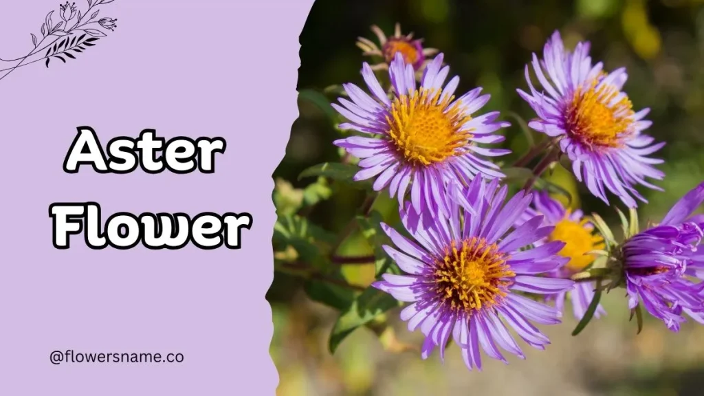 12+ Astounding Flowers That Start With A With Images 2 Aster