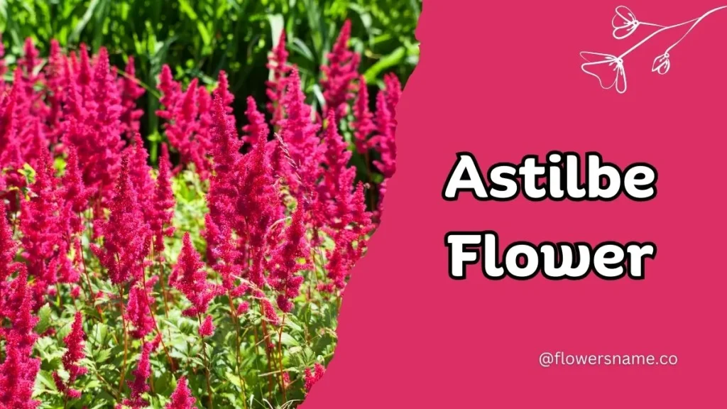 12+ Astounding Flowers That Start With A With Images 11 Astilbe