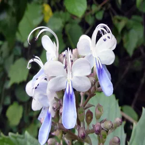 Blue Fountain Bush