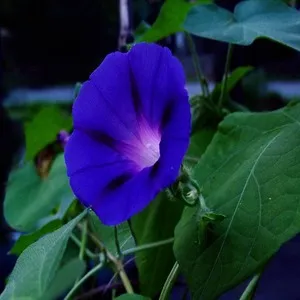 Blue Morning Glory