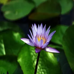 Flower Water Lily