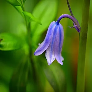 Bluebell Flower