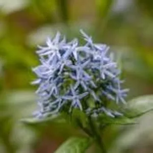 Blue Star Flower