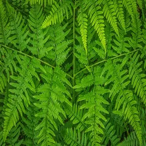 Bracken Fern Flower