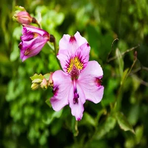 Burr Mallow Flower