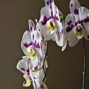 100+ Great பூக்கள் Flowers Name In Tamil List With Pictures 36 Butterfly Orchid