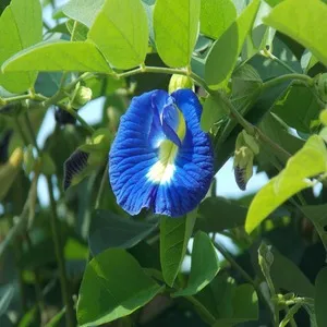 Butterfly Pea FLower