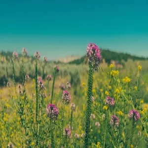 Traditional 50+ Japanese Flower Names List In the English 41 Butti