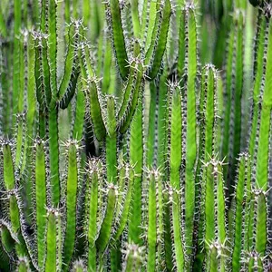 Cactus Flower