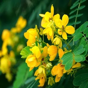 100 Flowers Name In Hindi And English With Images - फ्लावर्स नेम 142 Cassia Fistula Flower