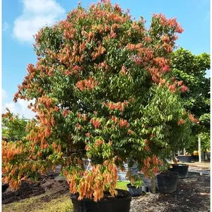 100+ Great பூக்கள் Flowers Name In Tamil List With Pictures 65 Ceylon Ironwood