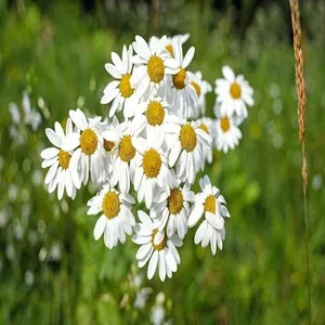 Cahmomile Flower