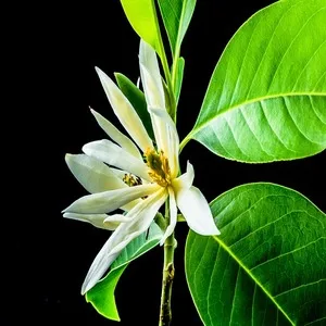 Traditional 50+ Japanese Flower Names List In the English 26 Chempak