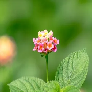 Common Lantana Flower