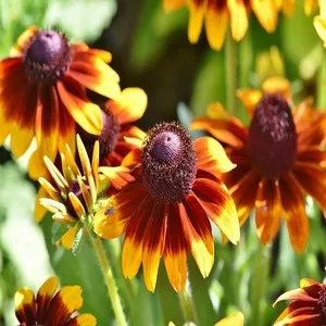 100+ Great பூக்கள் Flowers Name In Tamil List With Pictures 54 Coneflower