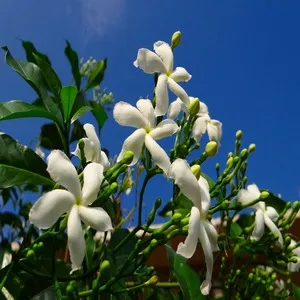 Crape Jasmine Flower