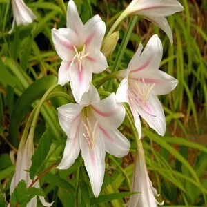 100 Flowers Name In Hindi And English With Images - फ्लावर्स नेम 148 Crinum Liles Flower