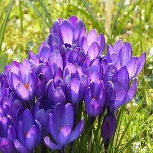 Crocus Flower