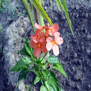 100+ Great பூக்கள் Flowers Name In Tamil List With Pictures 9 Crossandra
