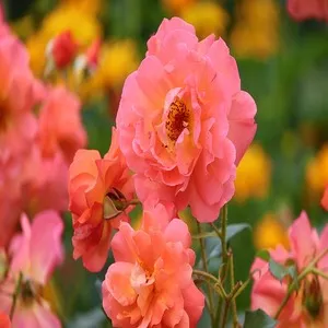 100+ Great பூக்கள் Flowers Name In Tamil List With Pictures 41 Damask Rose