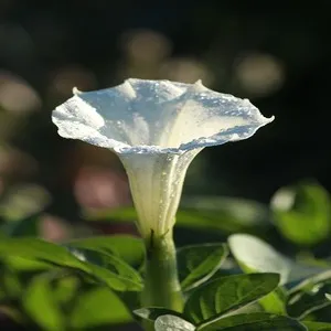 70+ Famous Flowers In Kashmir To English With Pictures 20 Datura Stramonium