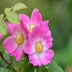 Dog – rose