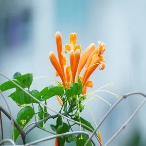 100+ Great பூக்கள் Flowers Name In Tamil List With Pictures 70 Firecracker Flower