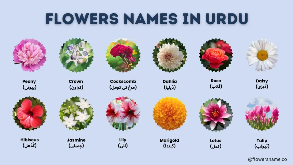 40+ Unique Flowers Name in Urdu - Phoolon Ke Naam 2 Flowers Names in Urdu