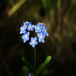 Flower Forget me not