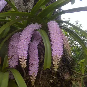 Foxtail Orchid Flower