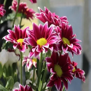 100+ Great பூக்கள் Flowers Name In Tamil List With Pictures 63 Gazania