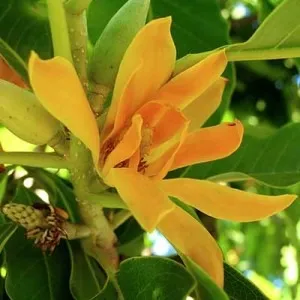 Traditional 50+ Japanese Flower Names List In the English 62 Golden Champak