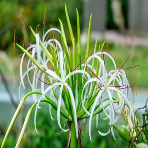 Grand Crinum Lily Flower